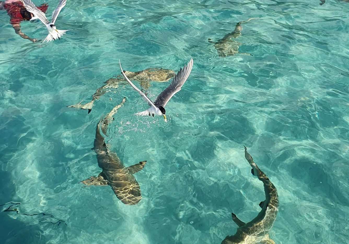 14 gal photo - lagon - hauteur 935