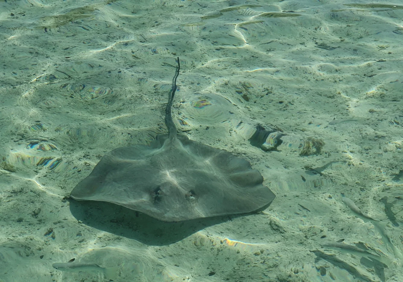 21 gal photo - lagon - hauteur 935