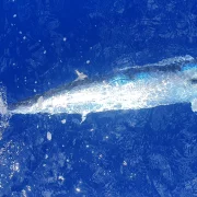 21 gal photo - peche - hauteur 935