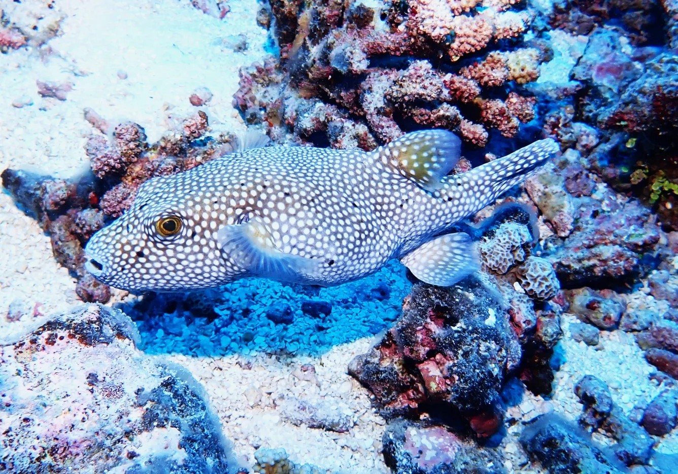 25 gal photo - lagon - hauteur 935