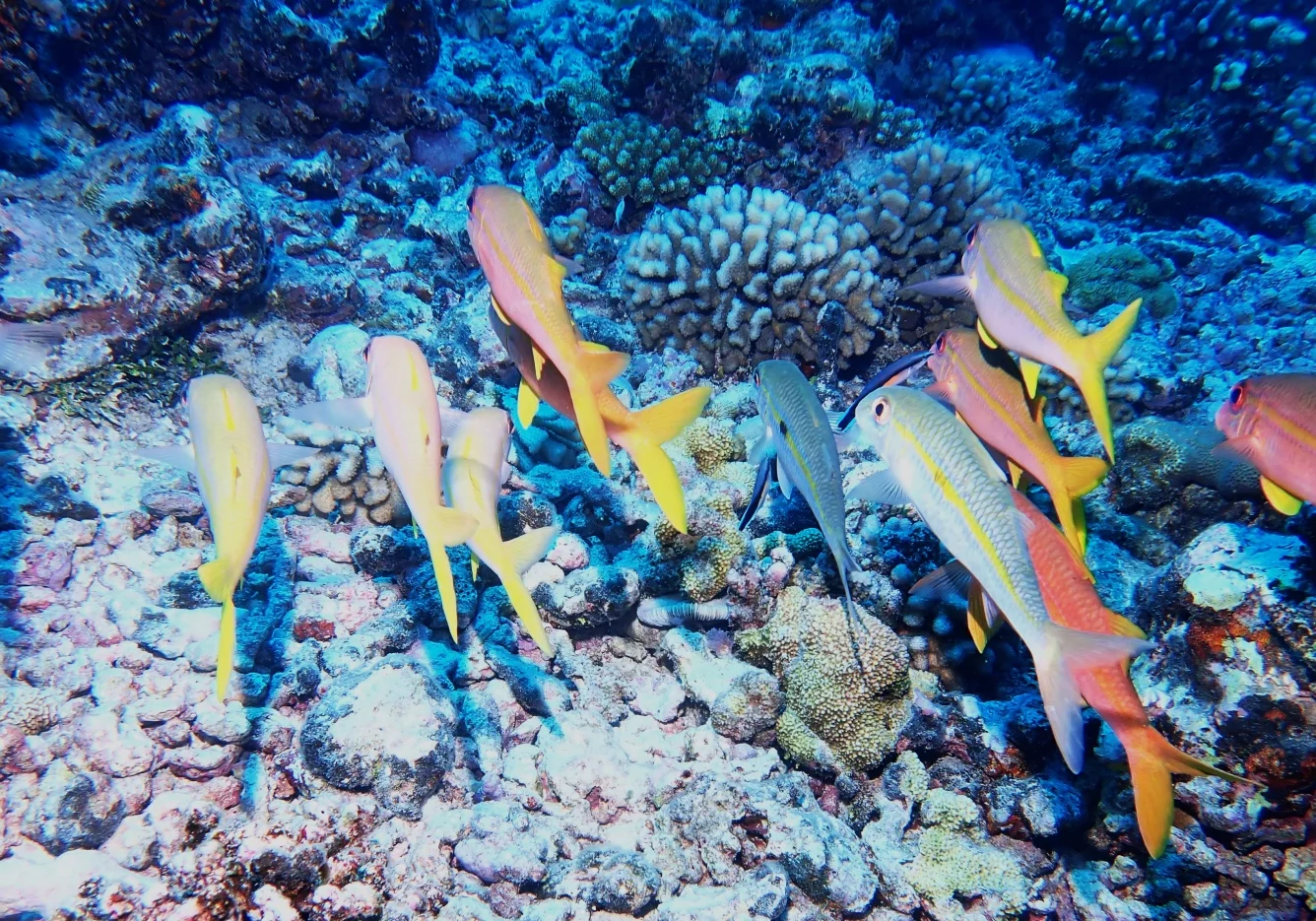 26 gal photo - lagon - hauteur 935