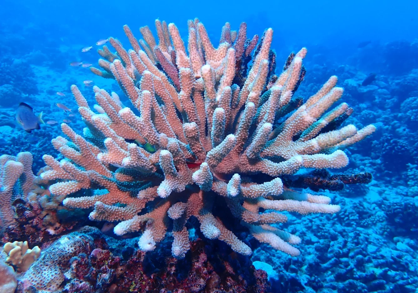 31 gal photo - lagon - hauteur 935