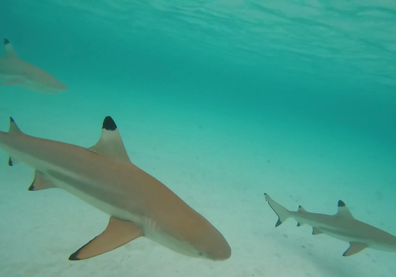 34 gal photo - lagon - hauteur 935