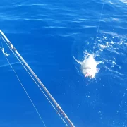 44 gal photo - peche - hauteur 935