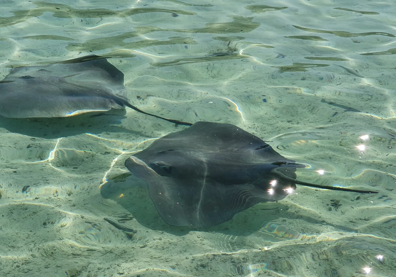 5 gal photo - lagon - hauteur 935