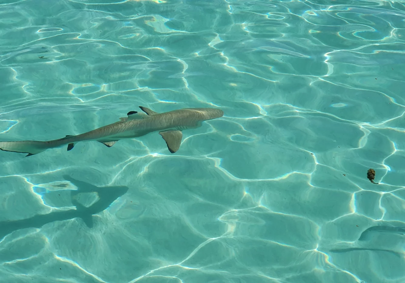 54 gal photo - lagon - hauteur 935